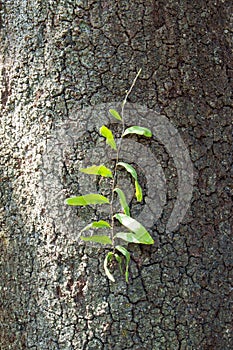 Parasite on the bark of tree