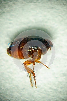 Dog or cat flea under real magnifying glass over white