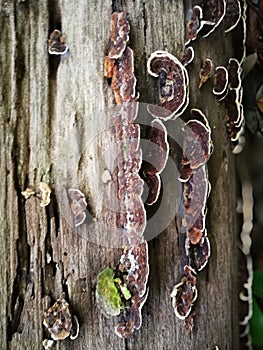 Parasite on the dead tree