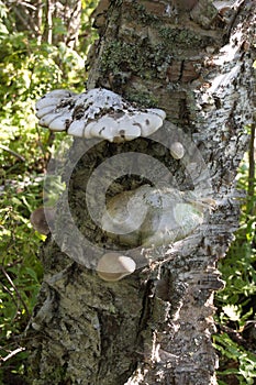 Parasite fungi growing on an old birch tree trunk.