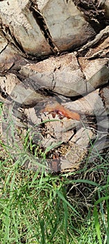 A parasite harming the date tree