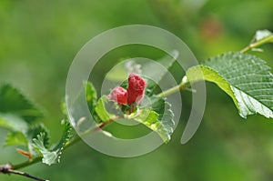 Parasite on leafs