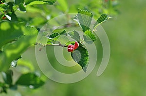 Parasite on leafs