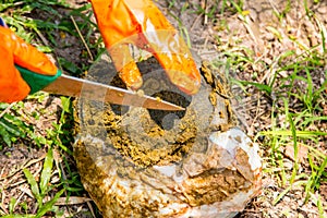 A parasite in the liver of the buffalo.