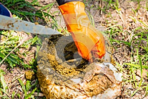 A parasite in the liver of the buffalo.