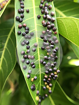 parasite on mango leaf