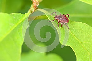 Parasite mite sitting on a green leaf. Danger of tick bite