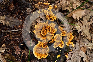 Parasite mushroom in the forest