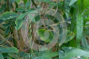 The parasite plant wraps the stems of plant cultures with yellow threads and sucks out the vital juice and nutrients.