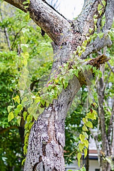 The parasite plants on big tree