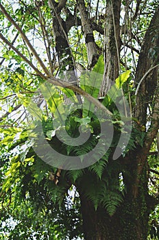 Parasite plants growing on tree