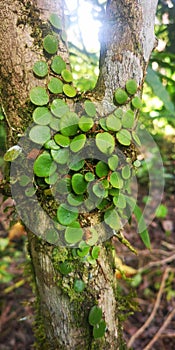 Parasite that reside on trees, plants in the forest