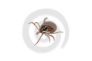 Parasite tick photo