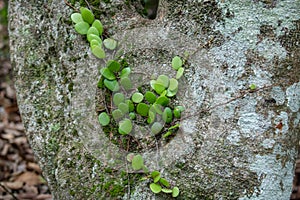 Parasite on the tree,Large trees, twigs, green small plants that stick to trees. Green moss on a tree stump