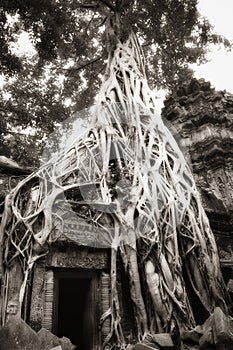 Parasite tree at Ta Prohm