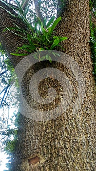 Parasite type leaves on the tree