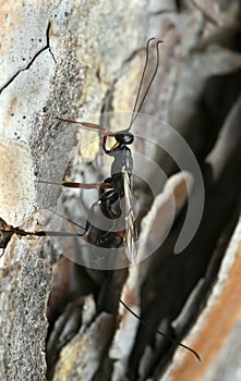 Parasite wasp laying eggs in pine wood