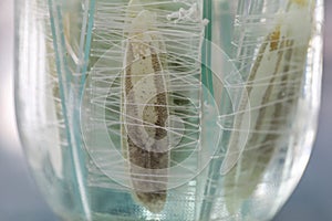 Parasite or Worms is a freshwater fish parasite in laboratory for education.