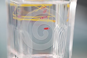 Parasite or Worms is a freshwater fish parasite in laboratory for education.