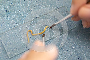 Parasite or Worms is a freshwater fish parasite in laboratory for education.