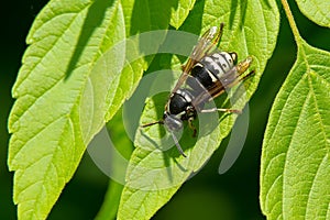 Parasitic Aerial Yellowjacket - Dolichovespula arctica