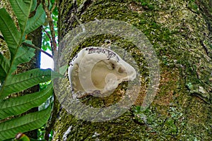 The parasitic beauty of mushrooms