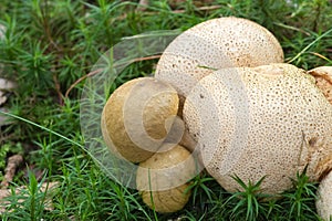 Parasitic bolette on earthball.