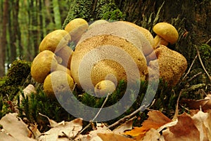 Parasitic bolette fungus (Pseudoboletus parasiticus). photo