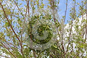 Parasitic Cluster of the Mistletoe Plant.