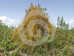 Parasitic Dodder photo