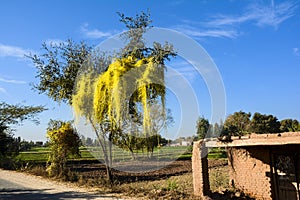 Parasitic Dodder