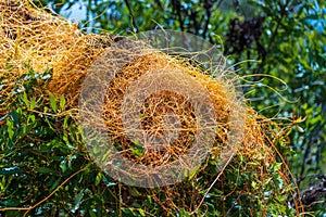 Parasitic dodder vine Cuscuta - Crystal River, Florida, USA