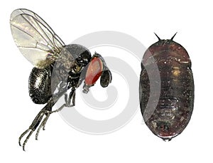 Parasitic fly