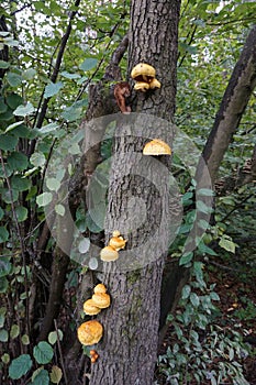 Parasitic fungi growing on a tree and destroying it.