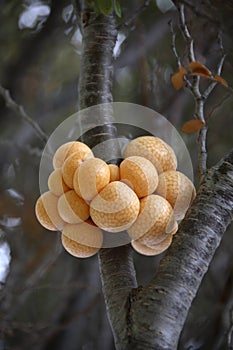 Parasitic Fungi - Indian Bread (cyttaria darwinii)