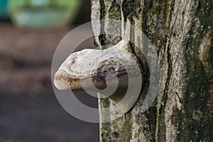 Parasitic mushroom on the tree bark photo