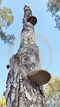 Parasitic fungus. Mushroom. Parasite mushroom on a tree trunk