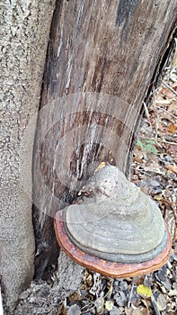 Parasitic fungus. Mushroom. Parasite mushroom on a tree trunk