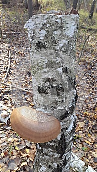 Parasitic fungus. Mushroom. Parasite mushroom on a tree trunk