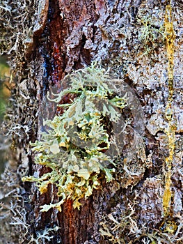 Parasitic Green Growths on Old Pine Tree