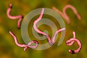 Parasitic hookworm Ancylosoma