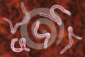 Parasitic hookworm Ancylosoma