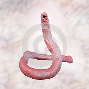 Parasitic hookworm Ancylosoma