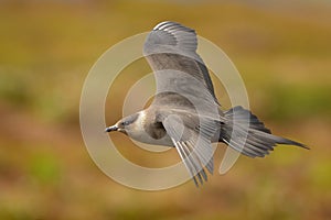 Parasitic Jaeger Stercorarius parasiticus captured in flight. Big brown bird flying over the meadow in Norway near seacost with