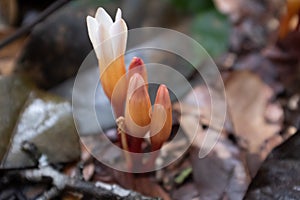 Parasitic light pink flower on the jungle floor, French Guiana