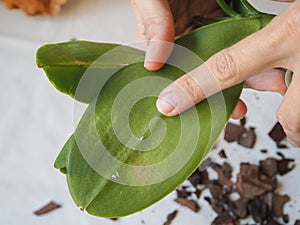 Parasitic mealybug on leaves of orchids. Parasites on plants. Diseases of plants.