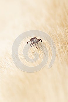 Parasitic mite. Dangerous biting insect on background of dog or cat fur. Blur foreground