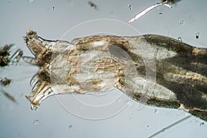 parasitic mosquito larva