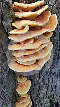 Parasitic mushrooms on a tree trunk. Mushrooms on a tree