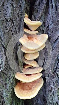 Parasitic mushrooms on a tree trunk. Mushrooms on a tree